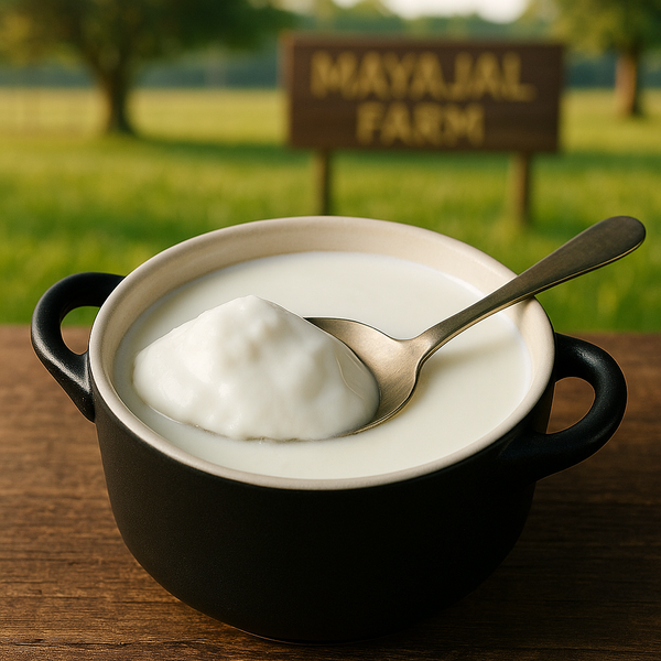 Buffalo milk Yoghurt / Curd